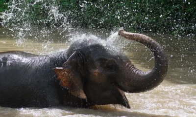 Viral! Turis Wanita Tewas Terinjak Dua Gajah yang sedang Berkelahi