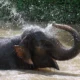 Viral! Turis Wanita Tewas Terinjak Dua Gajah yang sedang Berkelahi