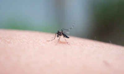 10+ Cara agar Rumah Tidak Banyak Nyamuk, Simple Banget!