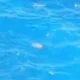 Viral! ABG Perempuan Tewas saat Ingin Berfoto di Tebing Apparalang