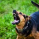 Viral! Bocah 9 Tahun Digigit Anjing Pemburu di Bogor