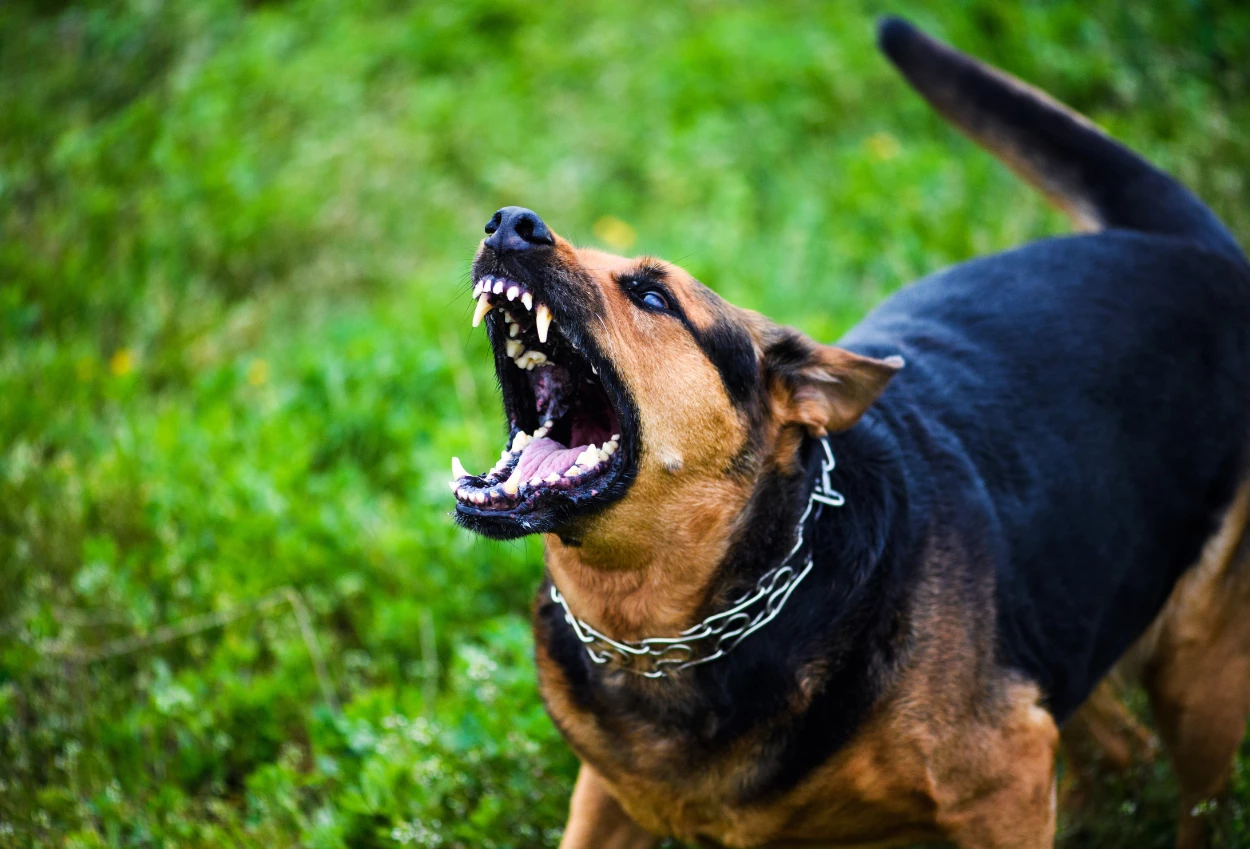 Viral! Bocah 9 Tahun Digigit Anjing Pemburu di Bogor