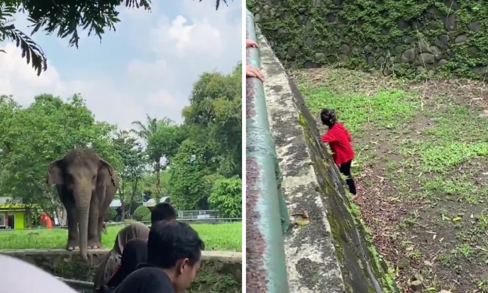Viral Bocah Perempuan Jatuh ke Kandang Gajah Ragunan