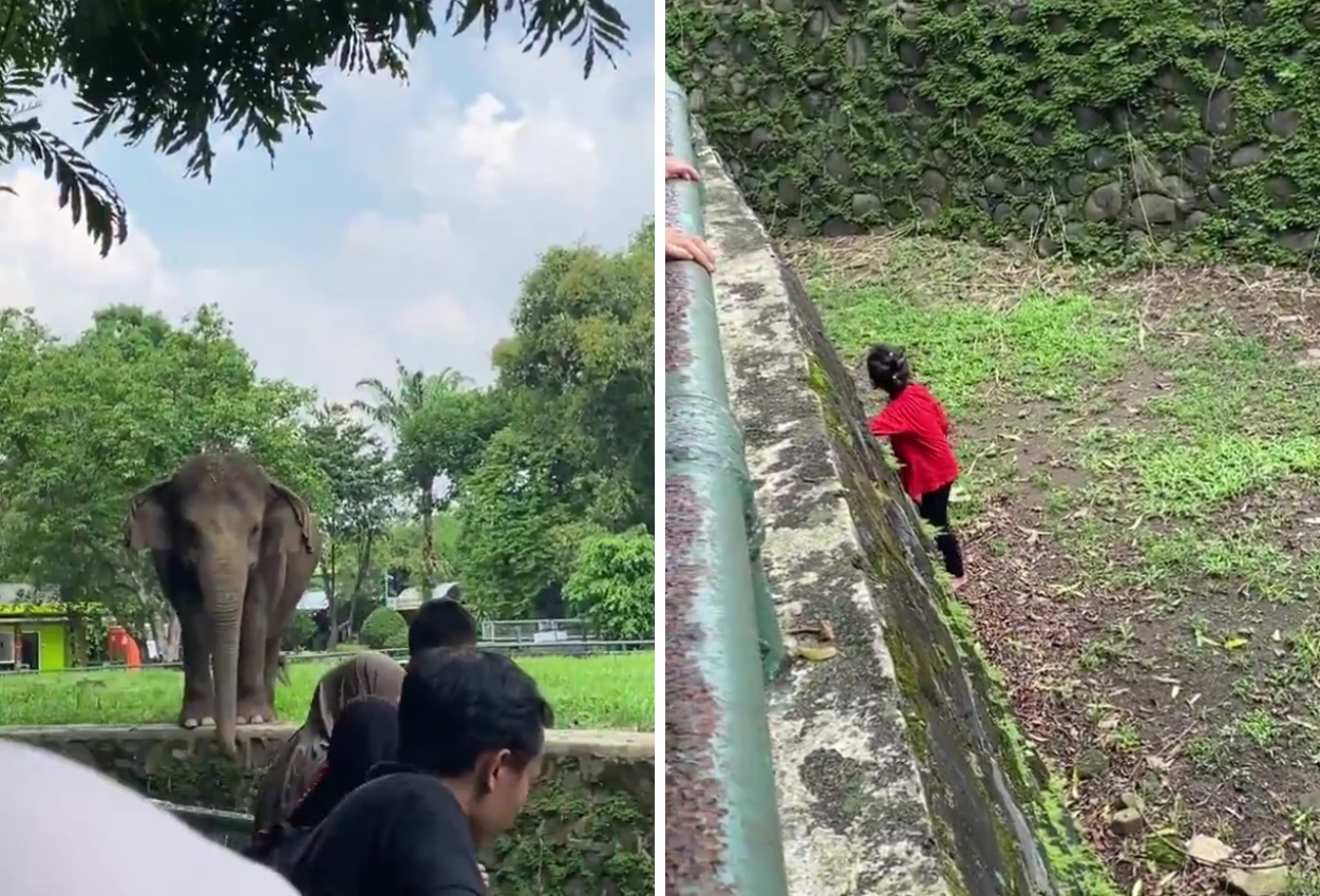 Viral Bocah Perempuan Jatuh ke Kandang Gajah Ragunan
