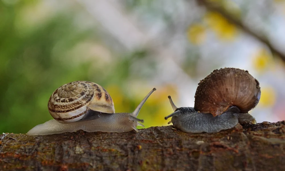 10 Fakta Unik Siput, Si Lamban yang Bisa Membuahi Telurnya Sendiri