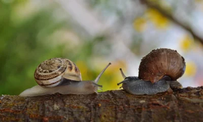 10 Fakta Unik Siput, Si Lamban yang Bisa Membuahi Telurnya Sendiri