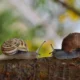 10 Fakta Unik Siput, Si Lamban yang Bisa Membuahi Telurnya Sendiri