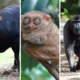 11 Hewan Khas Sulawesi yang Unik, Beberapa Terancam Punah!