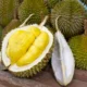 12 Cara Memilih Durian yang Manis dan Dagingnya Tebal