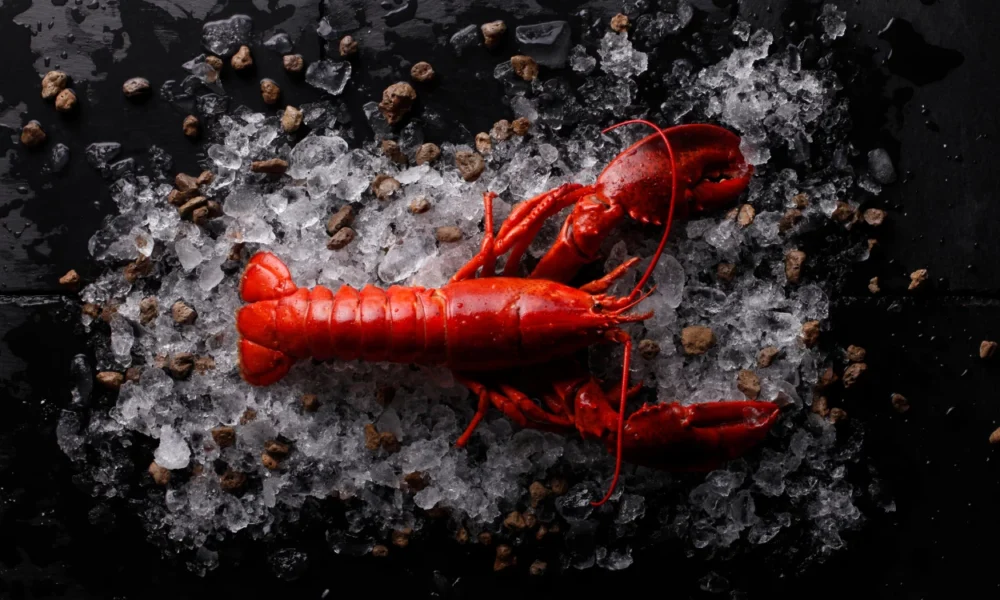 12 Fakta Menarik Lobster, Hewan Kanibal yang Memiliki Gigi di Perut
