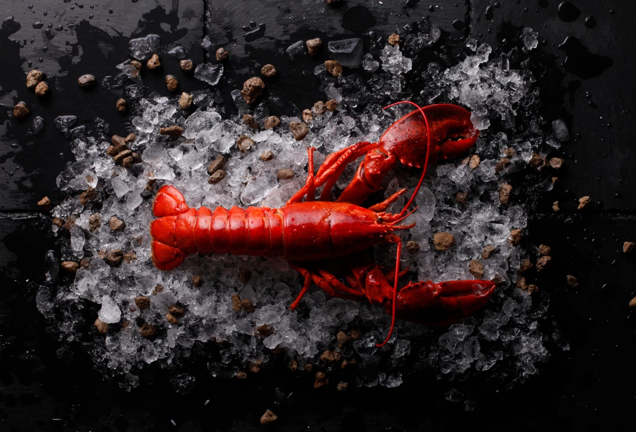 12 Fakta Menarik Lobster, Hewan Kanibal yang Memiliki Gigi di Perut