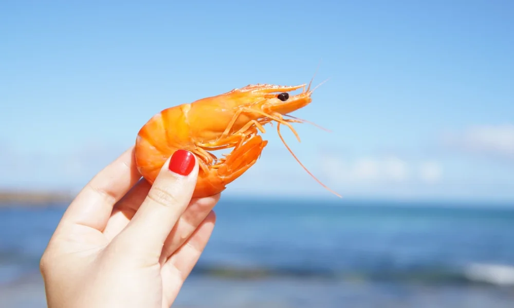 12 Fakta Menarik Udang, Makhluk Laut Lezat yang Memiliki Banyak Nutrisi