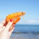 12 Fakta Menarik Udang, Makhluk Laut Lezat yang Memiliki Banyak Nutrisi
