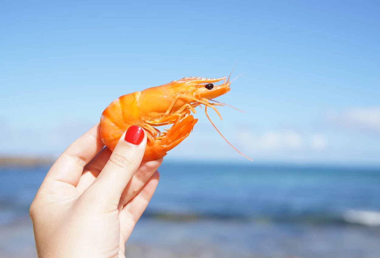 12 Fakta Menarik Udang, Makhluk Laut Lezat yang Memiliki Banyak Nutrisi