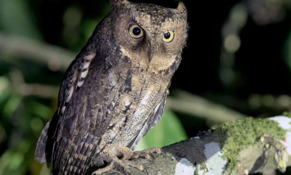 13 Jenis Jenis Burung Hantu yang Ada di Indonesia