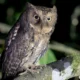 13 Jenis Jenis Burung Hantu yang Ada di Indonesia