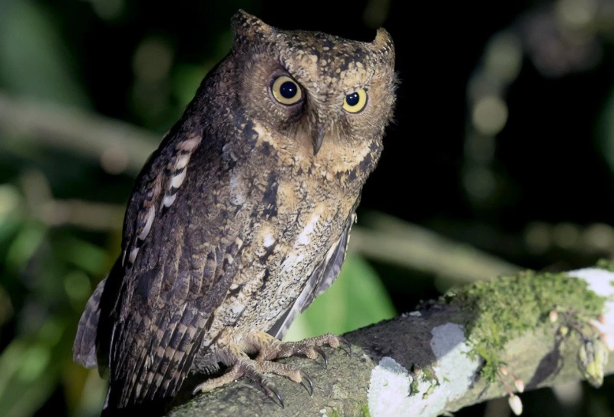 13 Jenis Jenis Burung Hantu yang Ada di Indonesia