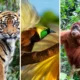 14 Hewan Endemik Indonesia yang dapat Kamu Temukan