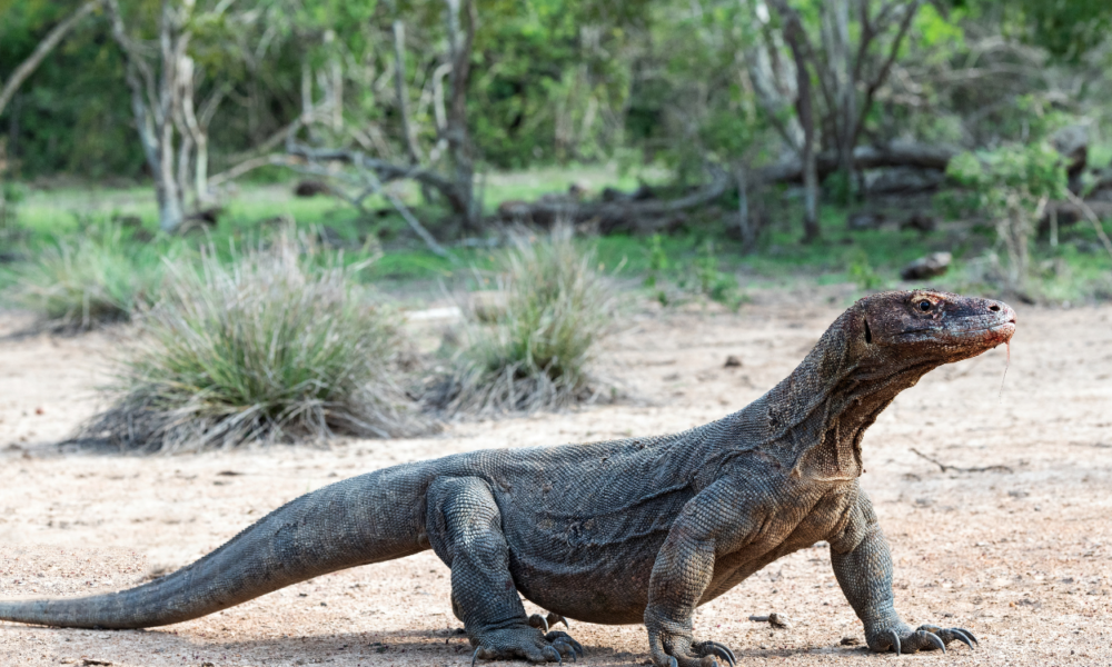 15 Fakta Unik Komodo, Kadal Purba Terbesar di Dunia