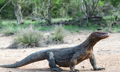 15 Fakta Unik Komodo, Kadal Purba Terbesar di Dunia