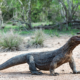 15 Fakta Unik Komodo, Kadal Purba Terbesar di Dunia
