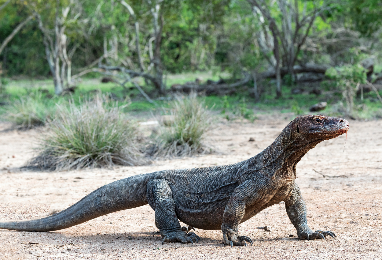 15 Fakta Unik Komodo, Kadal Purba Terbesar di Dunia