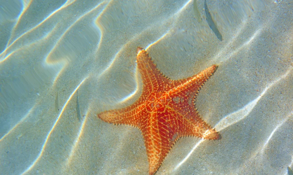 16 Fakta Unik Bintang Laut, Tidak Memiliki Otak dan Darah