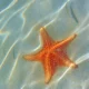 16 Fakta Unik Bintang Laut, Tidak Memiliki Otak dan Darah