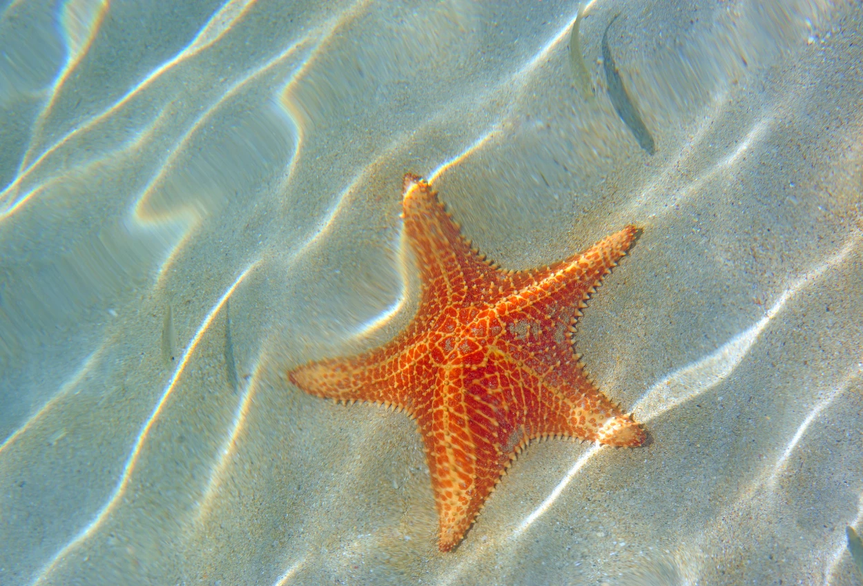 16 Fakta Unik Bintang Laut, Tidak Memiliki Otak dan Darah