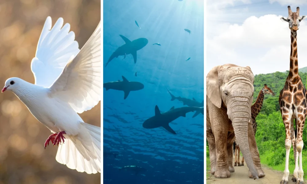 25 Contoh Hewan Vertebrata Pengertian, Ciri, dan Klasifikasi