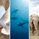 25 Contoh Hewan Vertebrata Pengertian, Ciri, dan Klasifikasi