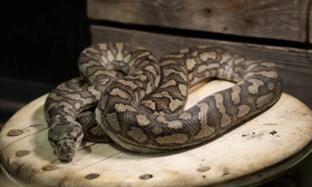 5 Fakta Unik Ular Piton Karet yang Memiliki Corak Seperti Karpet