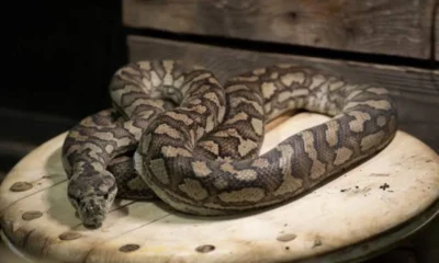 5 Fakta Unik Ular Piton Karet yang Memiliki Corak Seperti Karpet
