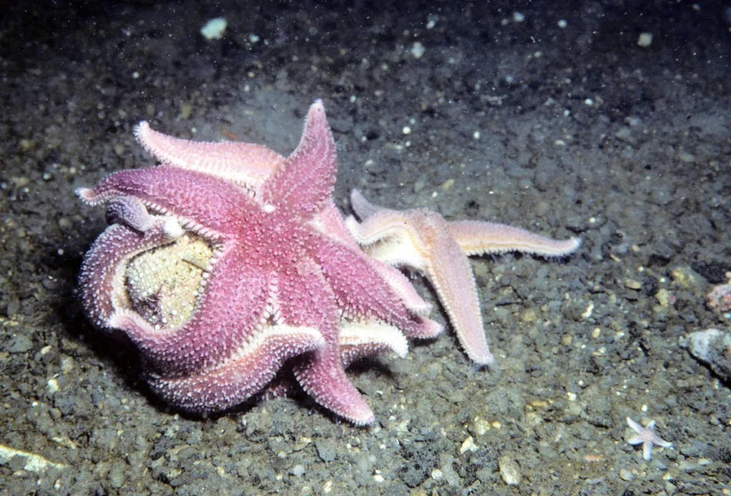 Ada Sekitar 2.000 Spesies Bintang Laut di Seluruh Dunia