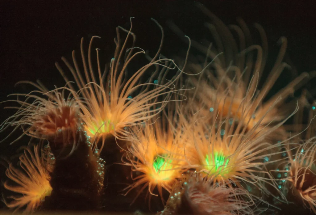 Anemon Laut Berbulu (Ceriantharia)