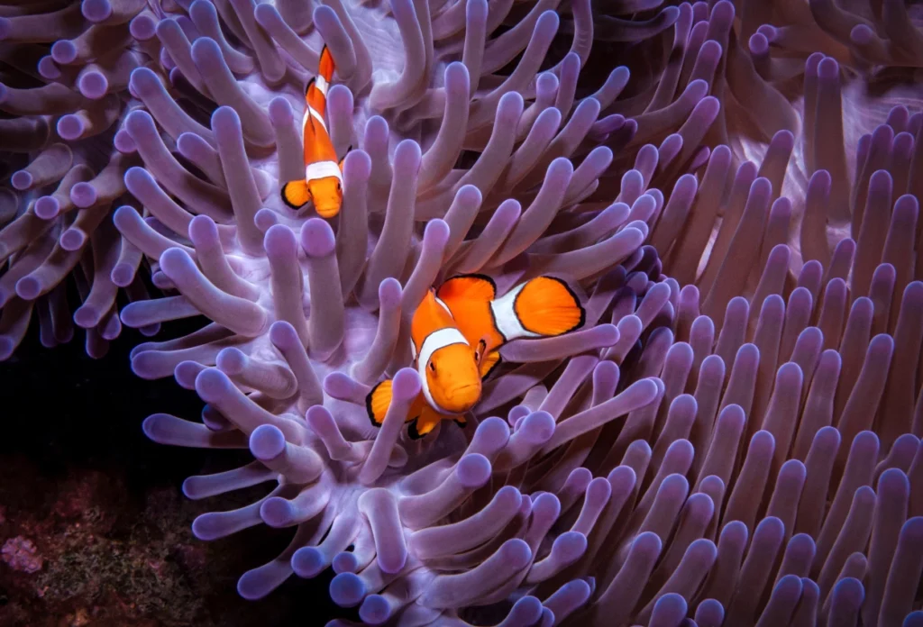 Anemon Laut Clownfish