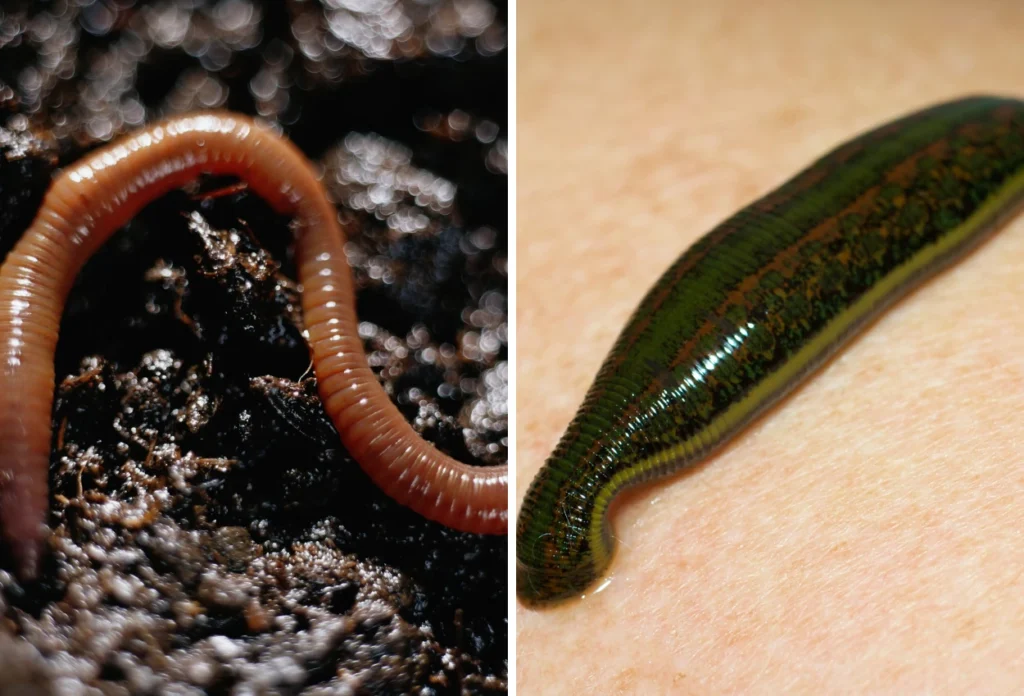 Annelida