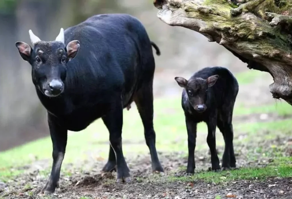 Anoa