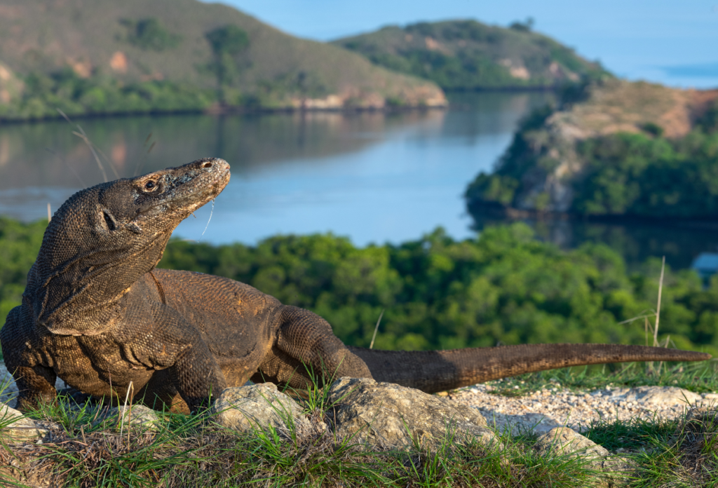 Apakah Komodo Hanya Ada di Indonesia