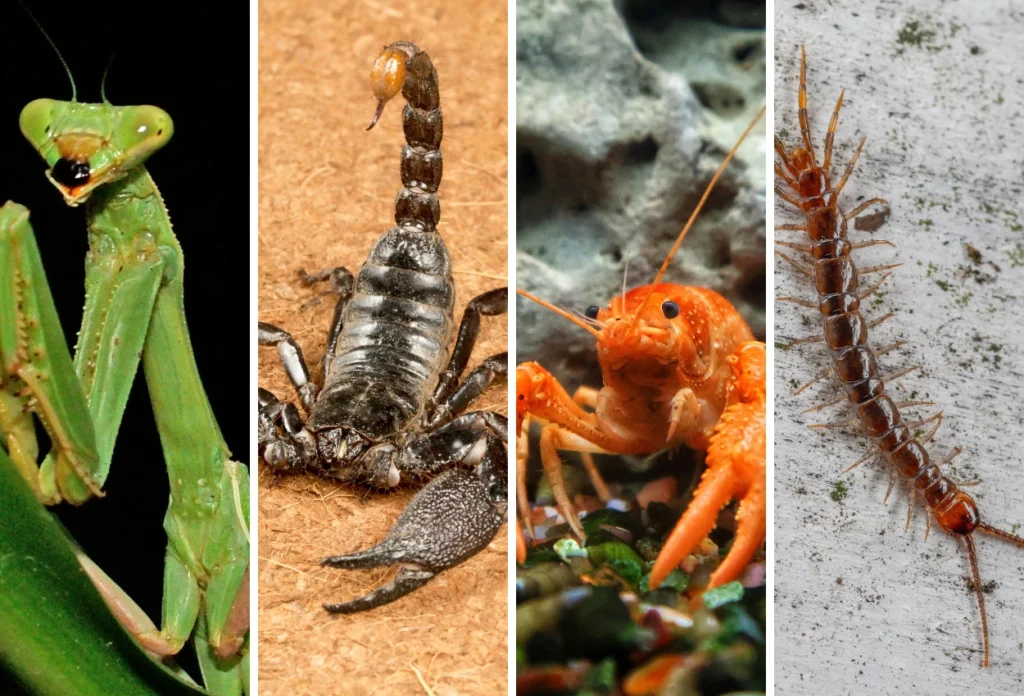 Arthropoda