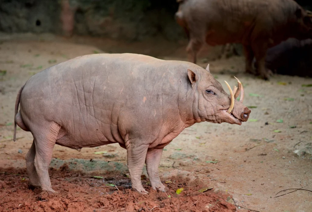Babi Rusa