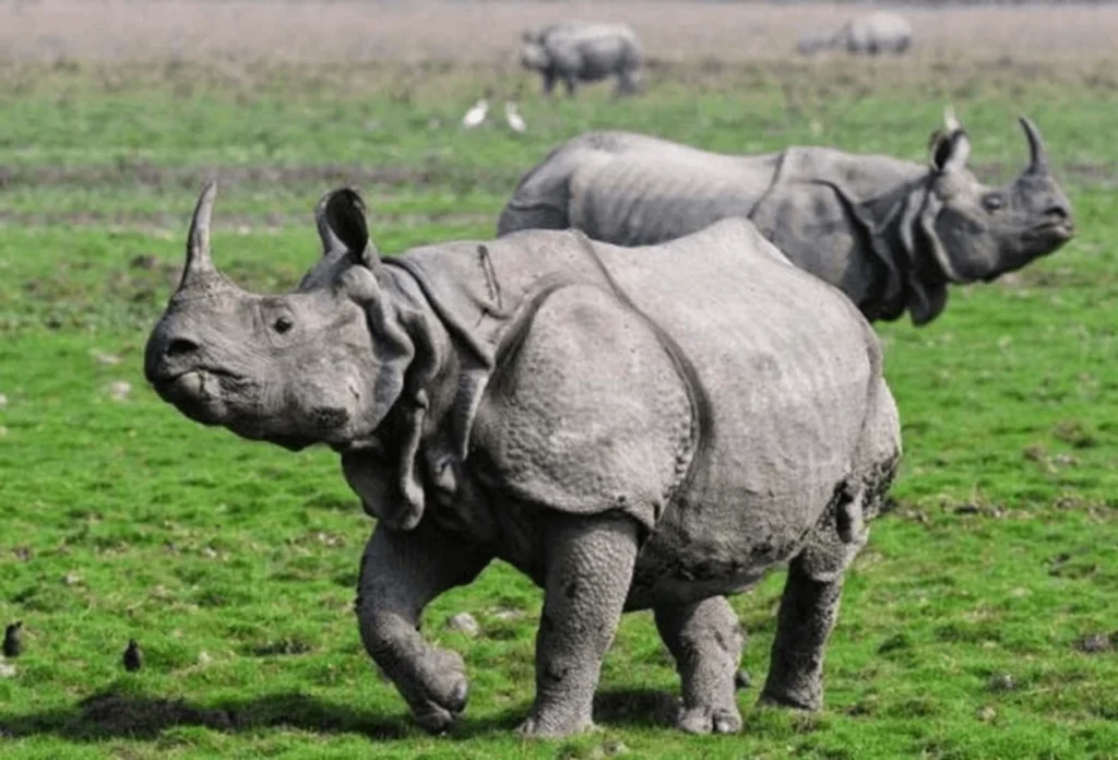 Badak Bercula Satu (Rhinoceros Sondaicus)