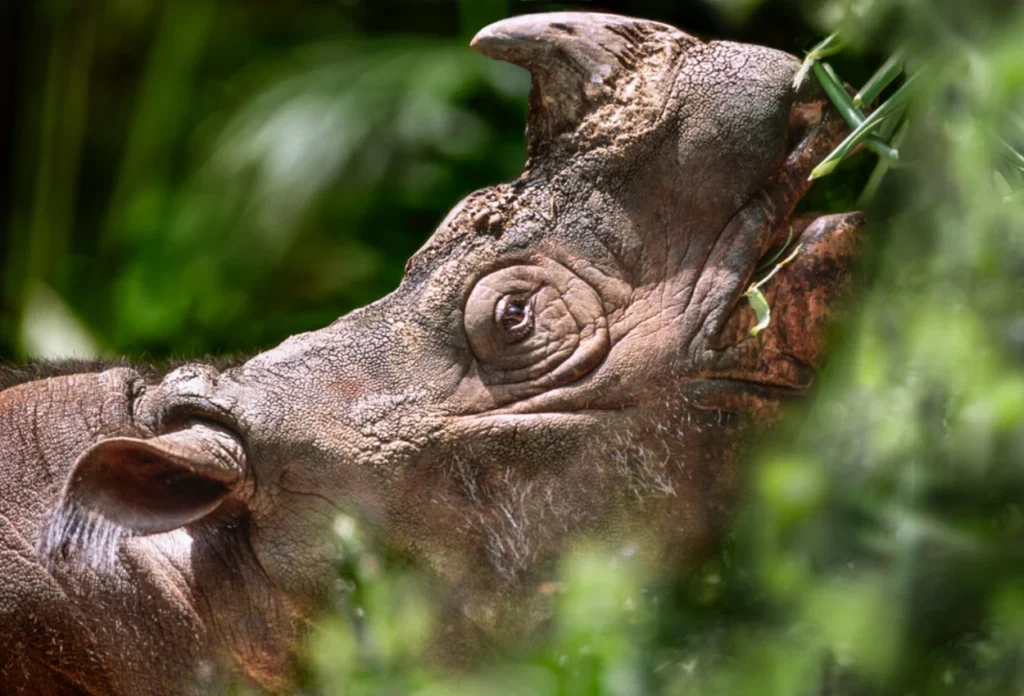 Badak Sumatra (Dicerorhinus Sumatrensis)