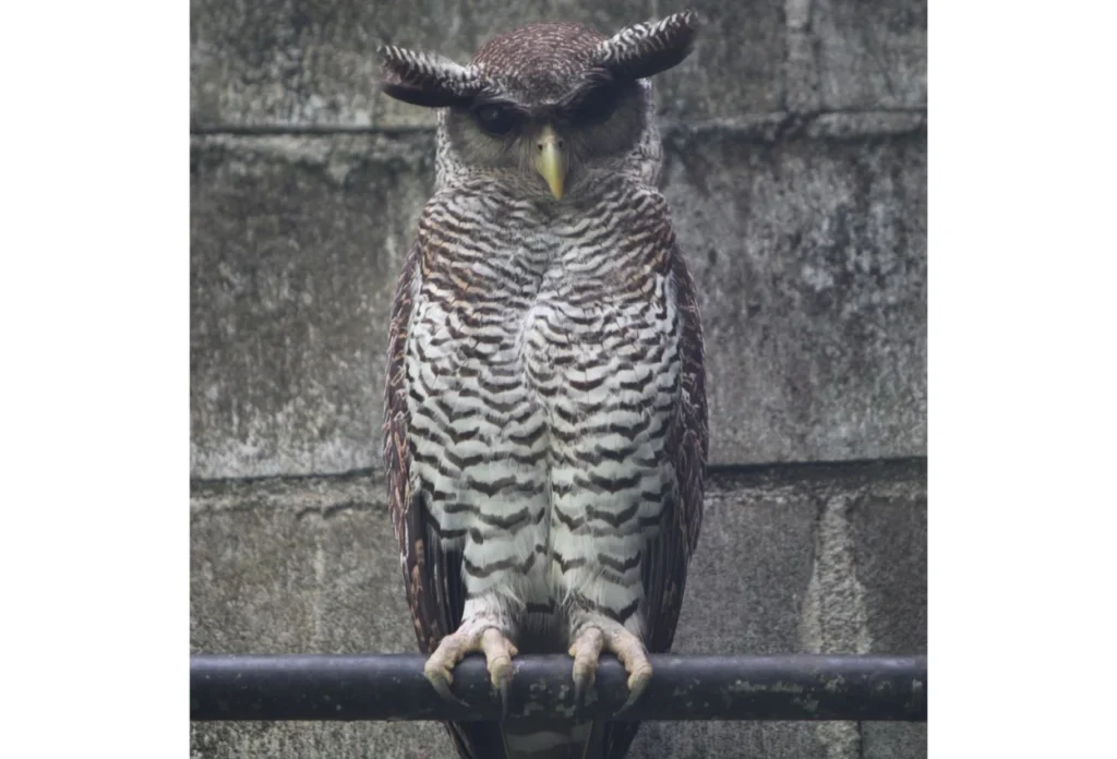 Beluk Jampuk Bubo Sumatrus