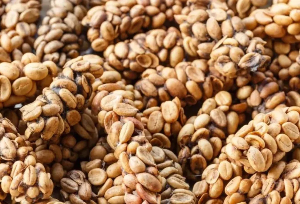 Bermula dari Kecerdikan Para Petani Indonesia yang Memunguti Kotoran Luwak