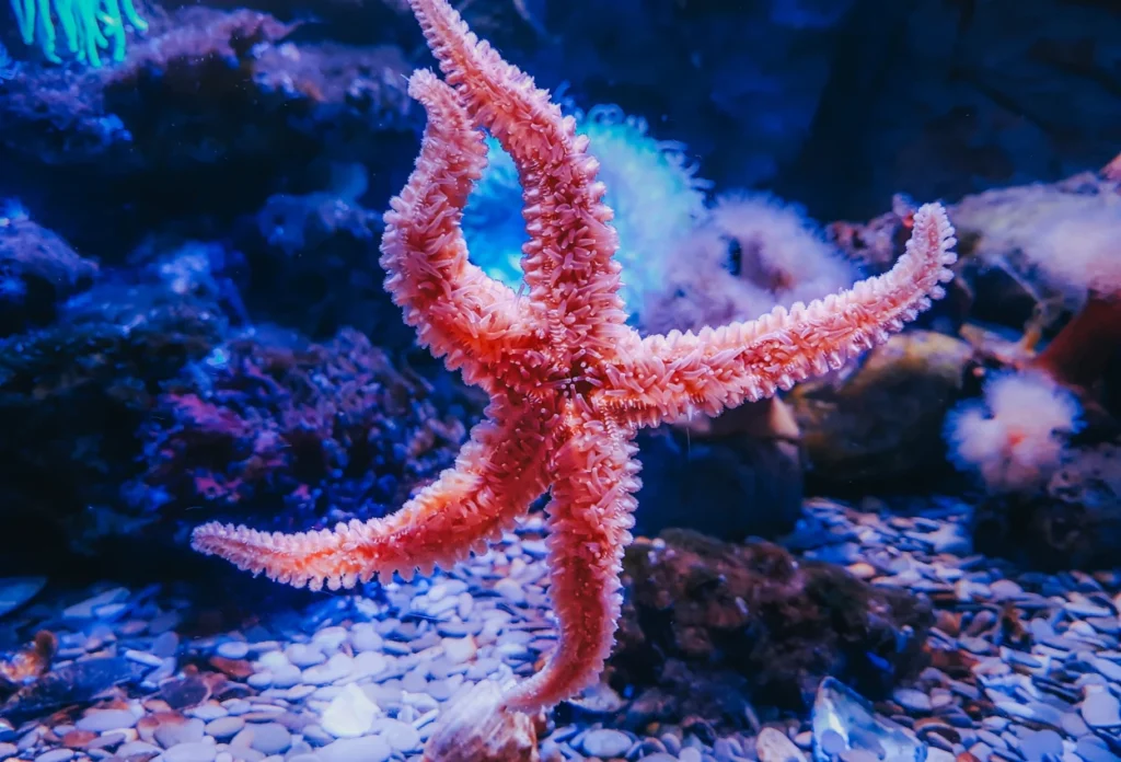 Bintang Laut Bisa Kembalikan Lengan yang Hilang