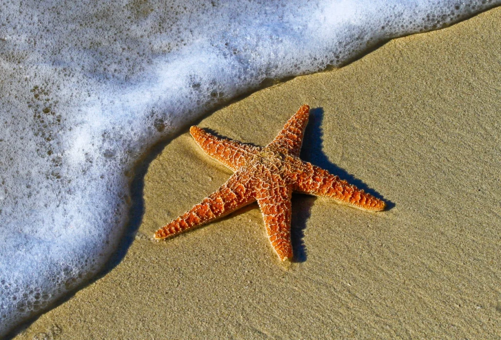 Bintang Laut Hanya Bisa Bertahan 28 Jam untuk Hidup di Luar Air