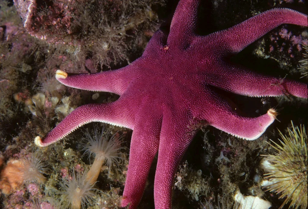 Bintang Laut Memiliki Berat Mencapai 5 Kg