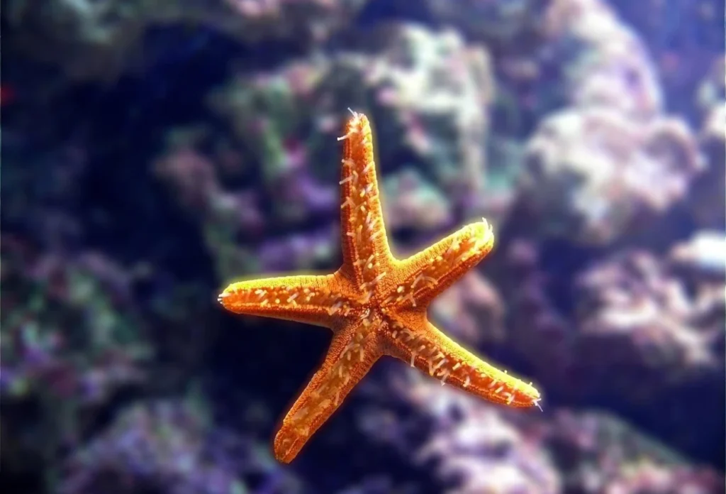 Bintang Laut Memiliki Mata yang Berada di Ujung Lengan