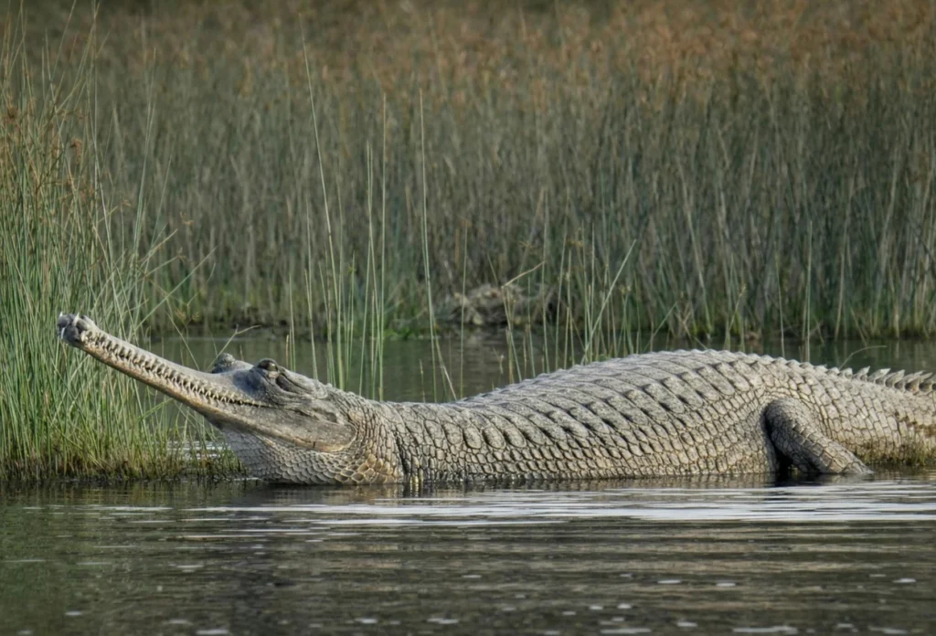 Buaya Gharial